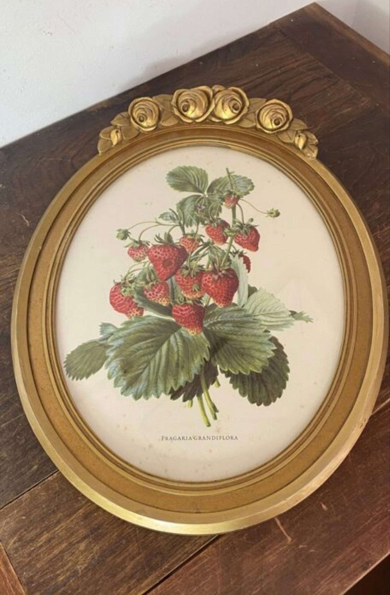 Framed botanical print of Fragaria Grandiflora