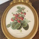 Framed botanical print of Fragaria Grandiflora
