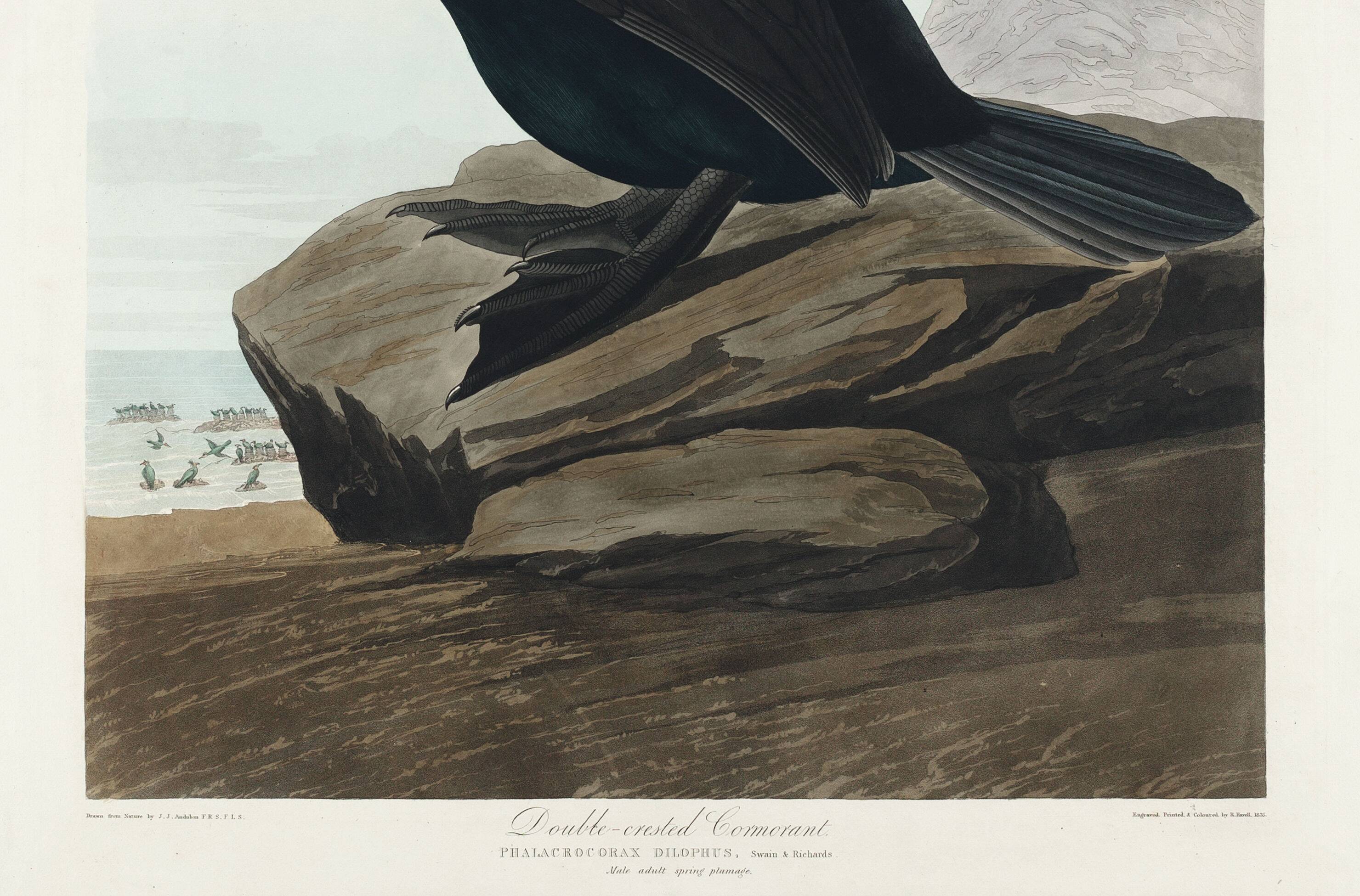 Poster about the Crested Cormorant, based on an old engraving from 1827.