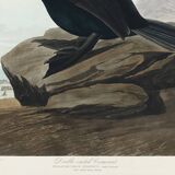 Poster about the Crested Cormorant, based on an old engraving from 1827.