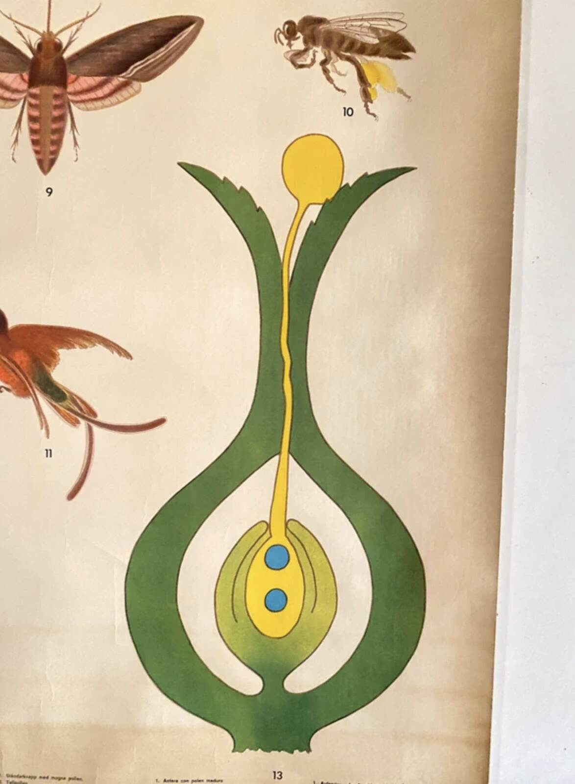 Botanical Poster: Pollination and Fertilisation