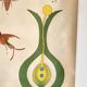 Botanical Poster: Pollination and Fertilisation