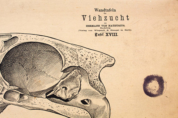 Breeding poster, Hermann von Nathusius (1809-1879), 1859