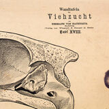 Affiche élevage, Hermann von Nathusius(1809-1879), 1859