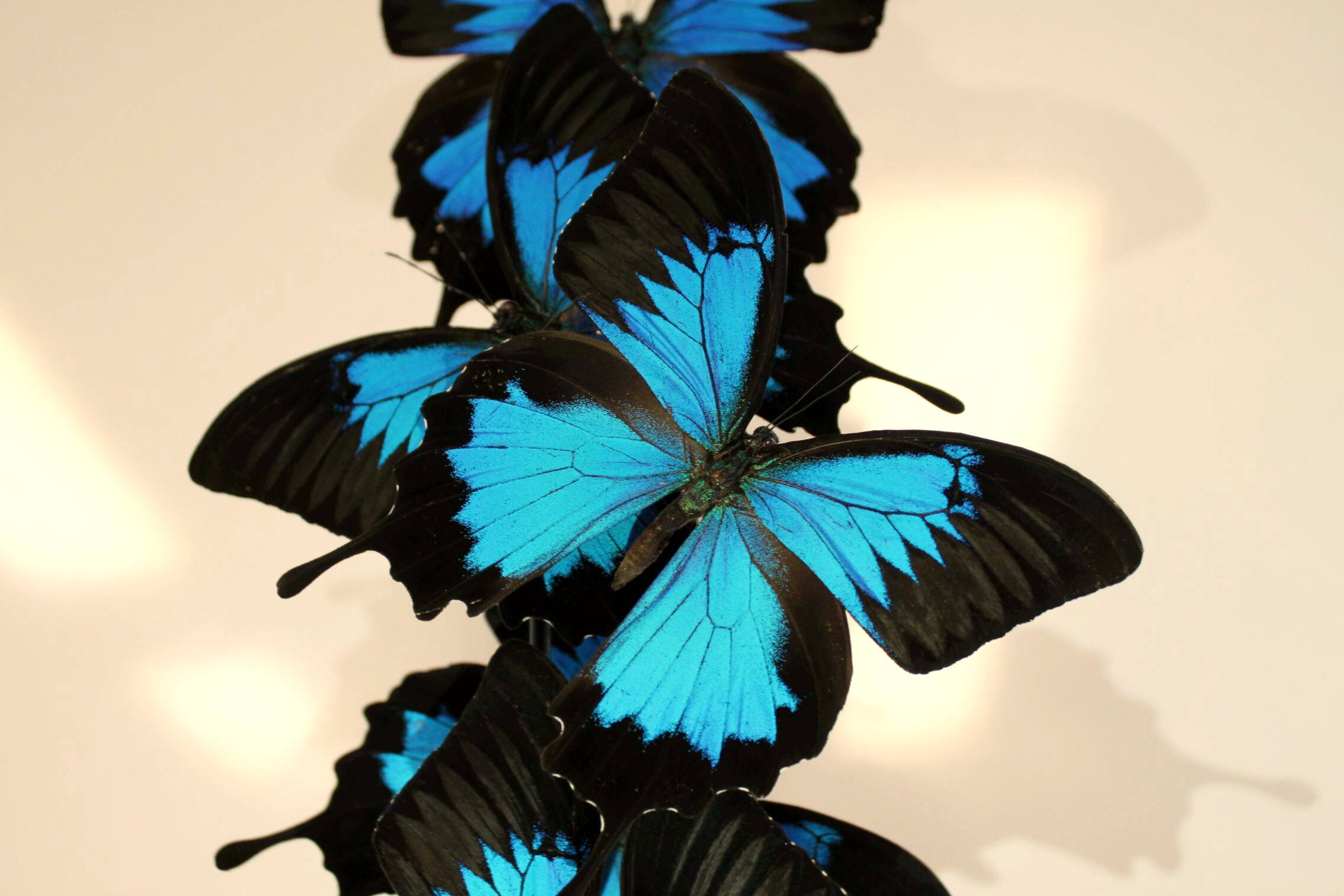 Flight of butterflies under globe.