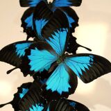 Flight of butterflies under globe.