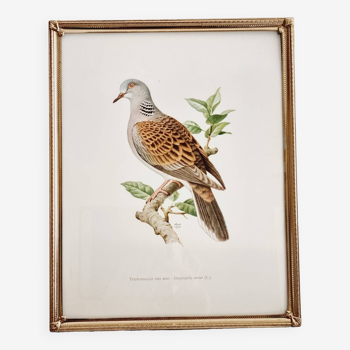 Chromolithograph golden frame bird Dove