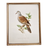 Chromolithograph golden frame bird Dove