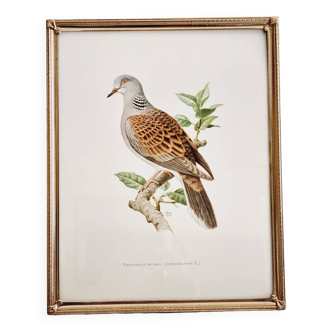 Chromolithographie cadre doré oiseau Tourterelle