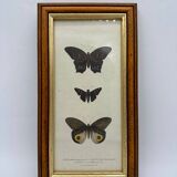 Old butterflies lithograph