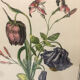 Gravure botanique