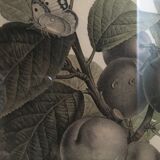 Lithography framed by Pancrace Bessa