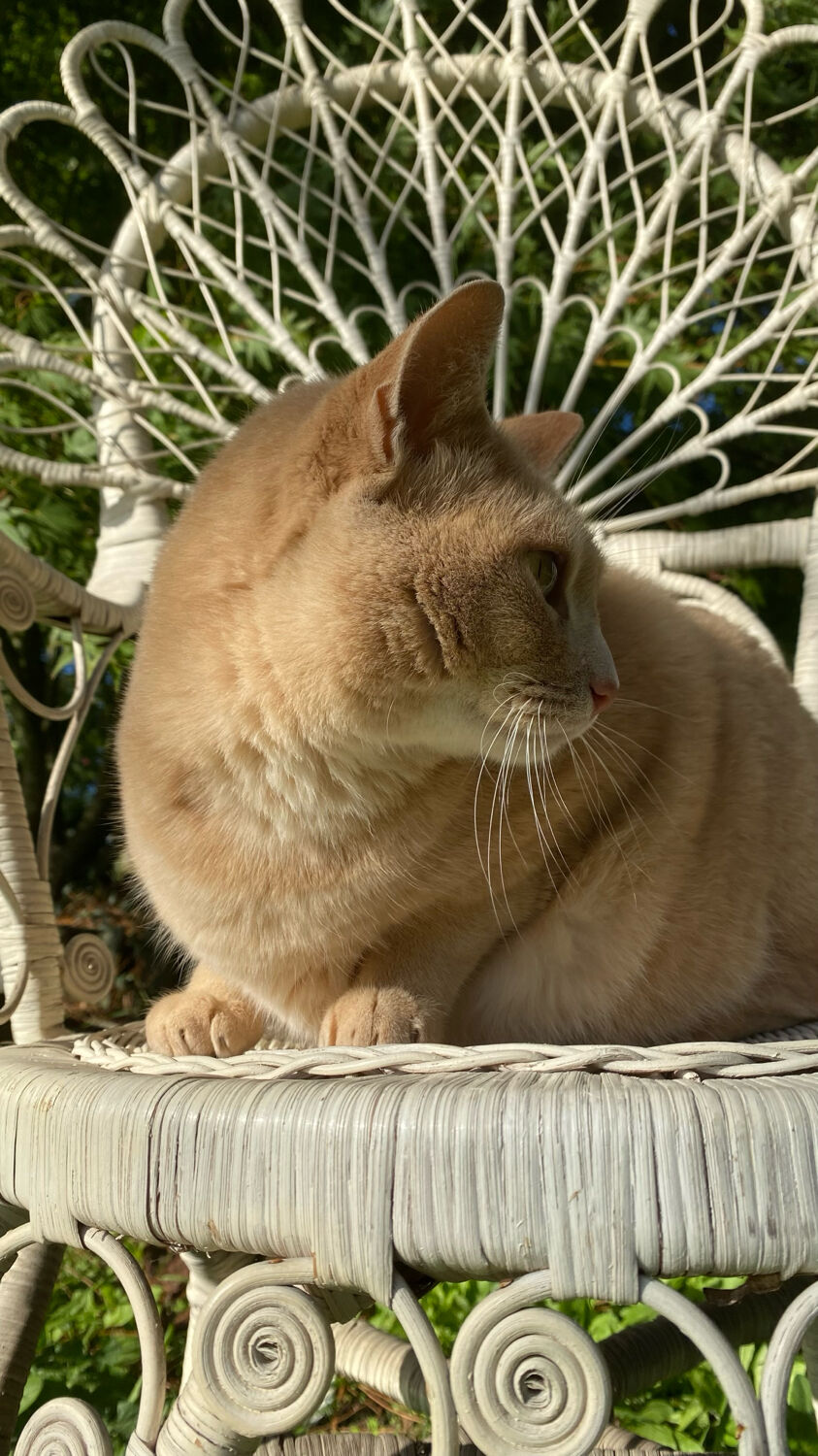 1960s peacock rattan armchair