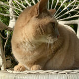 1960s peacock rattan armchair
