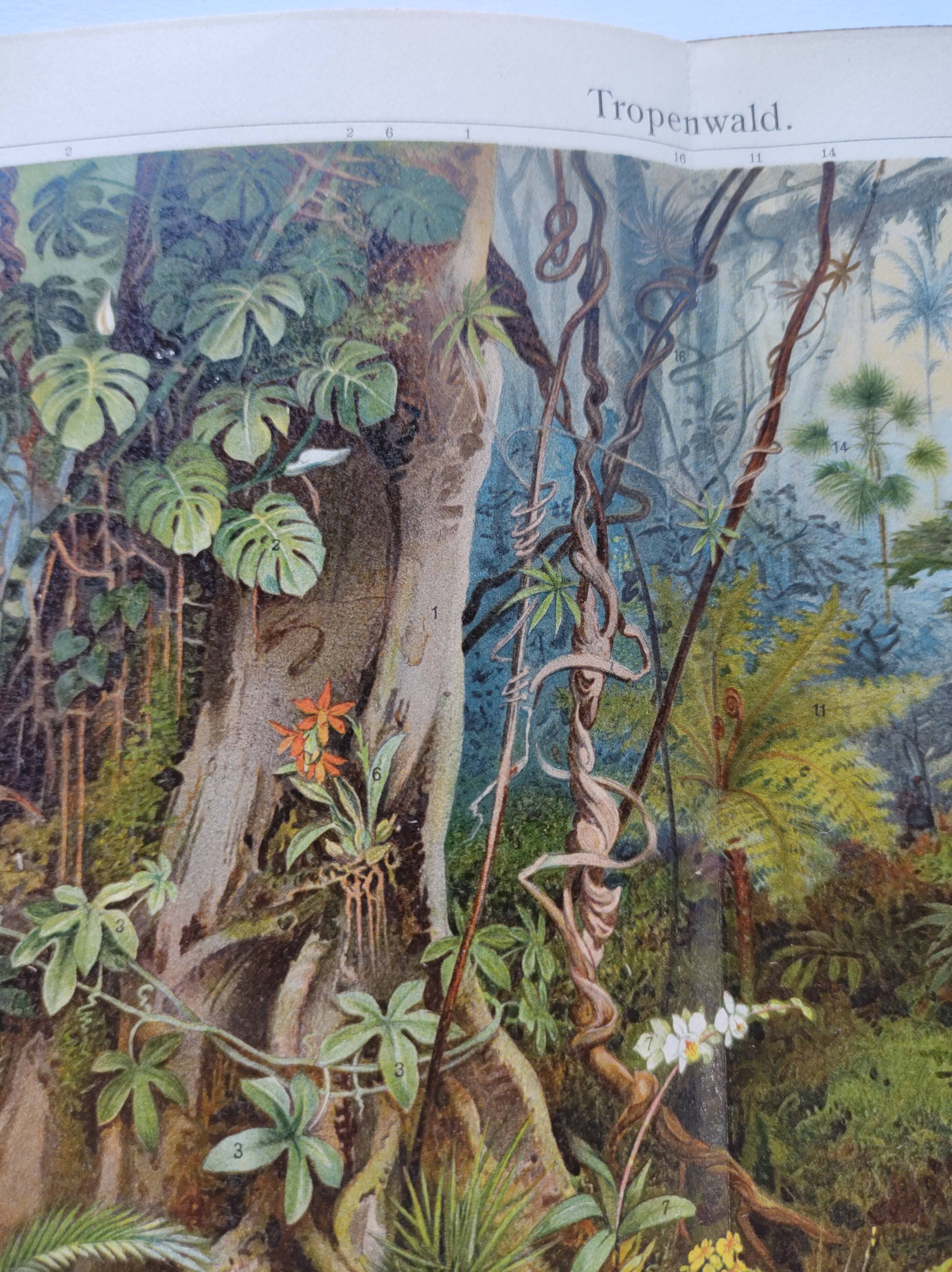 Gravure botanique de 1909 - Forêt et jungle tropicale - Planche ancienne allemande