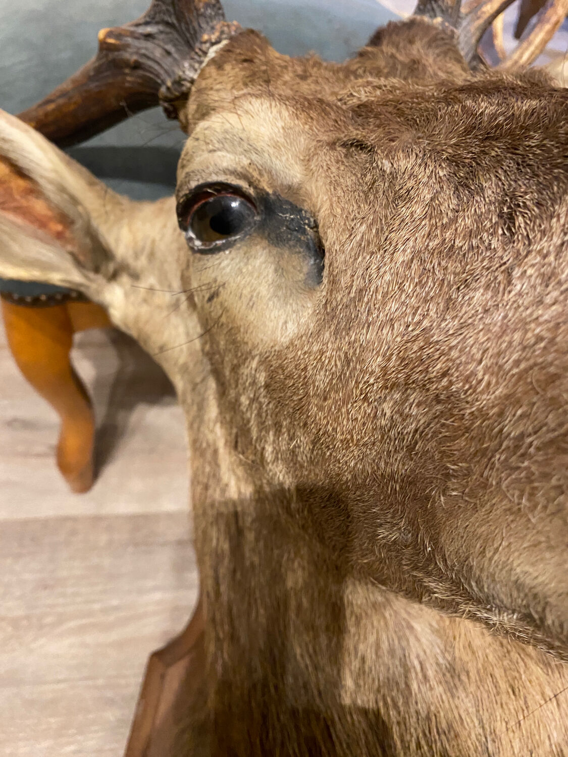 Tete de cerf naturalisé