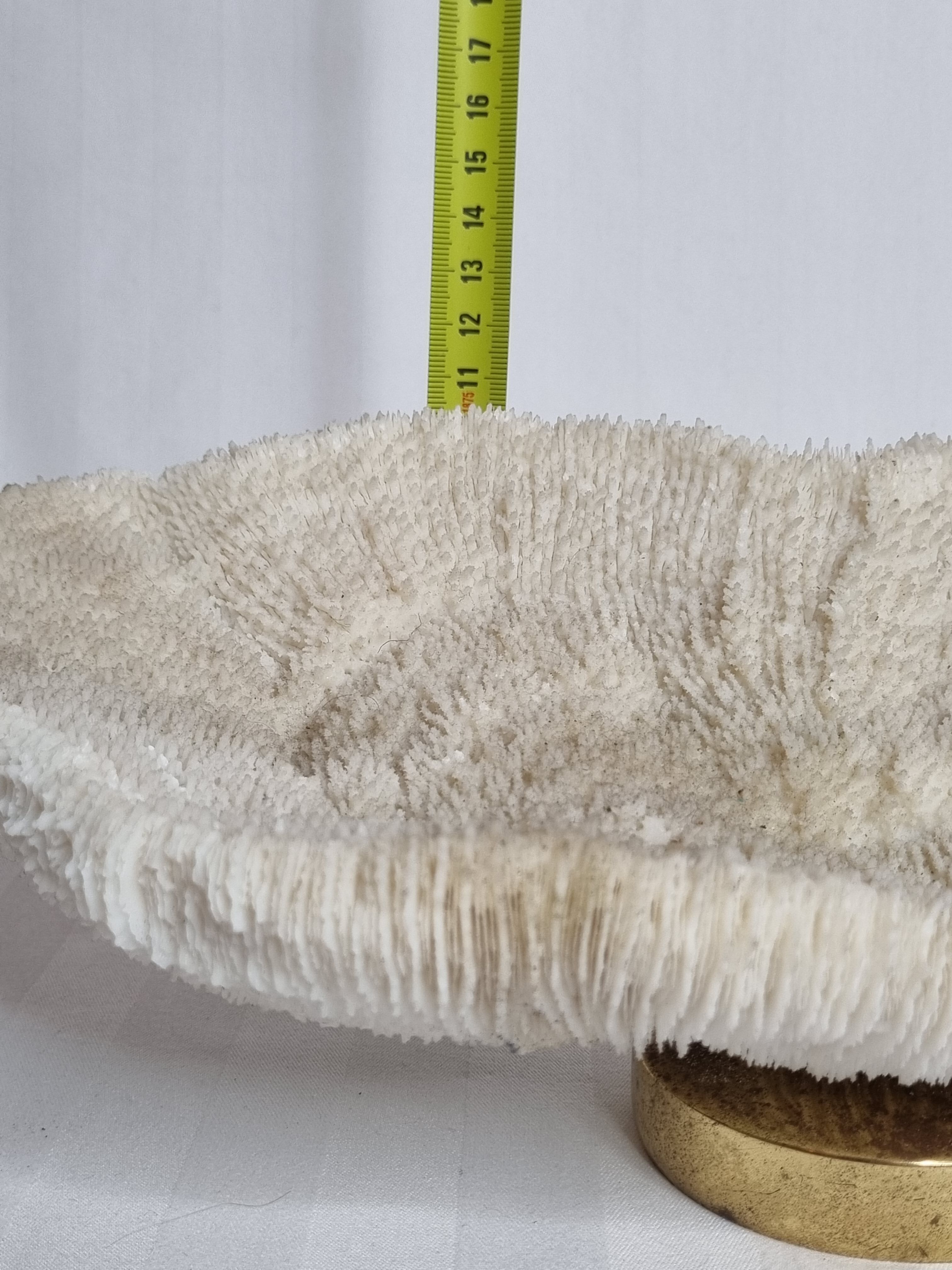 Old white coral on brass base "Pacific Shell", 28 cm