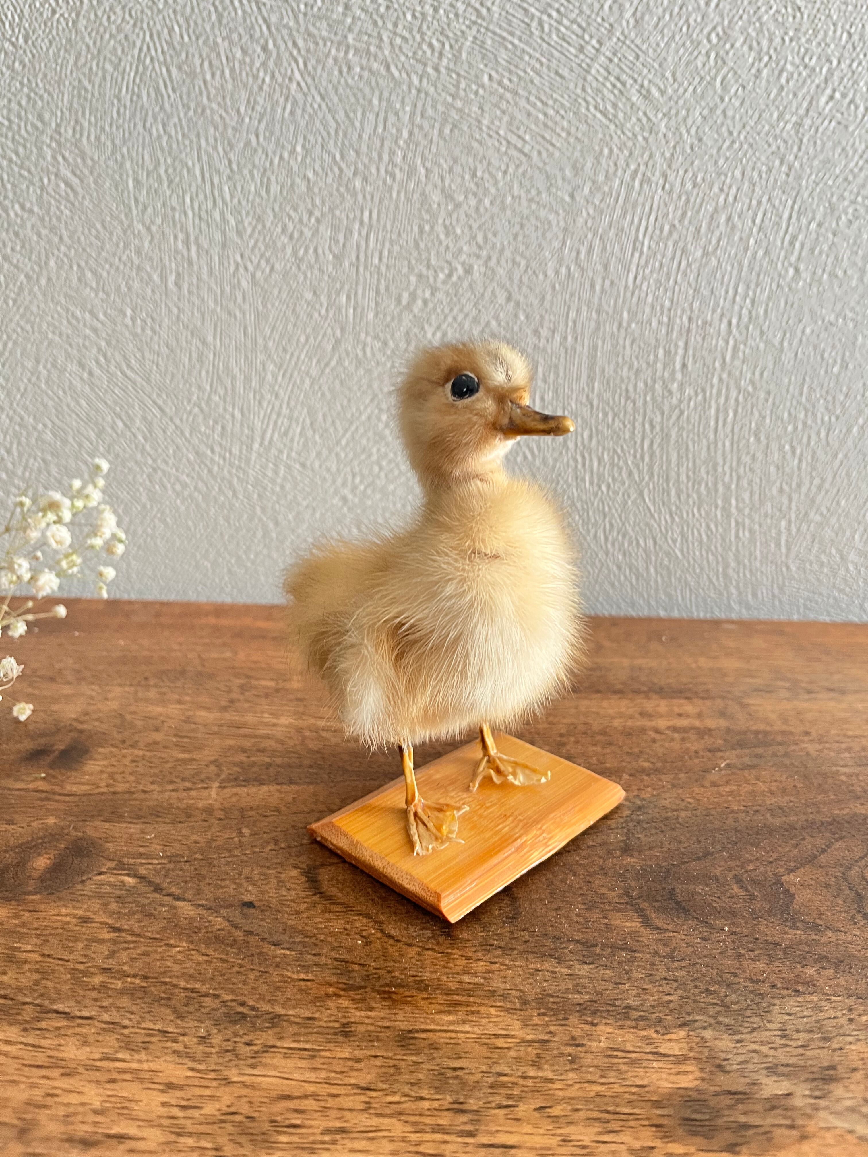 Taxidermy - Stuffed duckling
