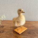 Taxidermy - Stuffed duckling
