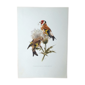 Bird board from the 60s