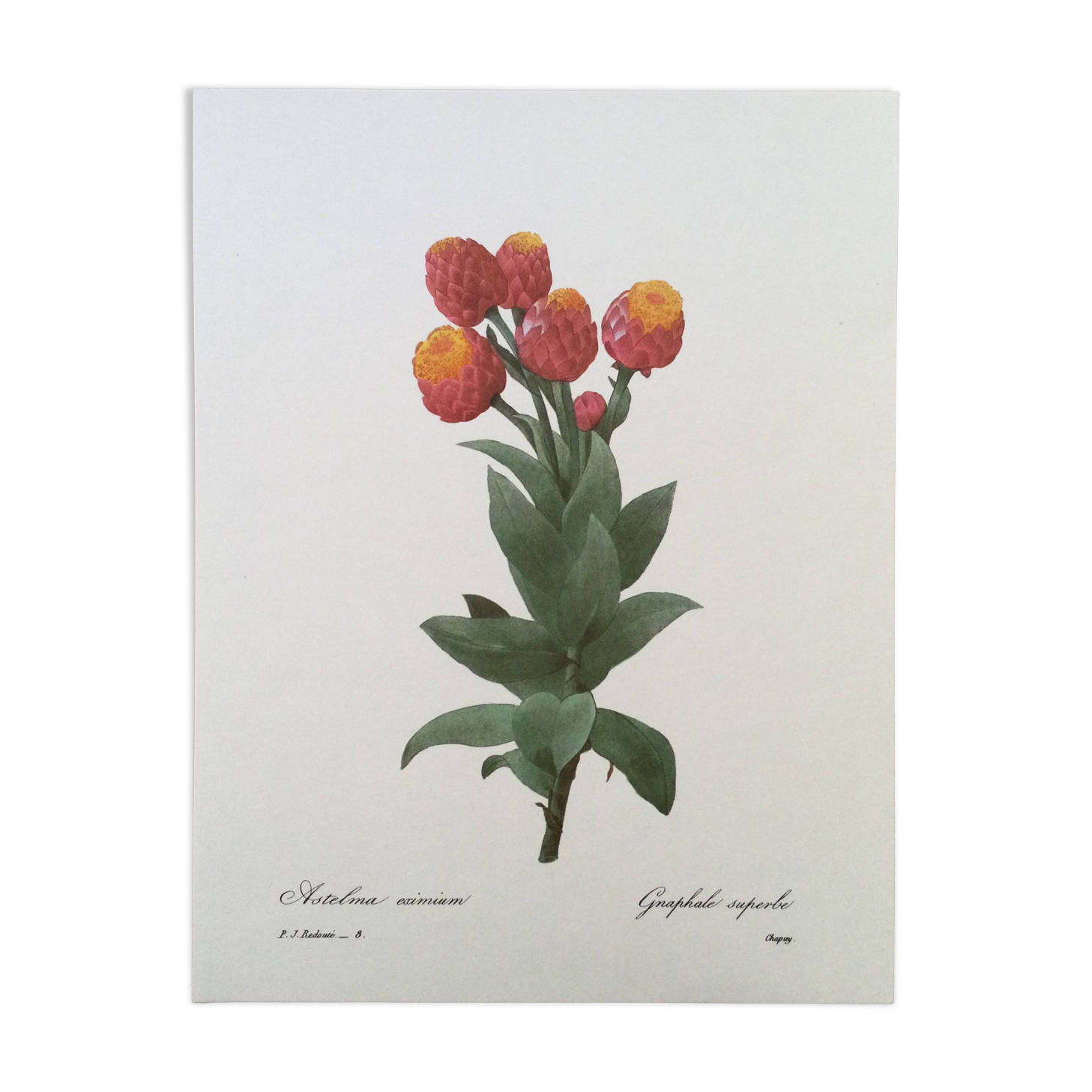 Vintage impression Fleur Astelma eximium from the 1960s.