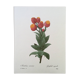 Vintage impression Fleur Astelma eximium from the 1960s.