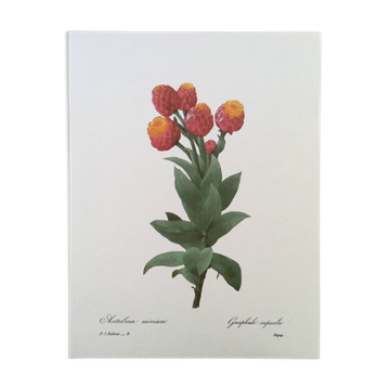 Impression vintage Fleur Astelma eximium années 60