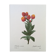 Vintage impression Fleur Astelma eximium from the 1960s.