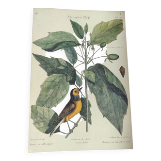 Gravure ancienne oiseau de 1973 -Mésange au Capuchon noir- Planche zoologique de Seligmann & Catesby