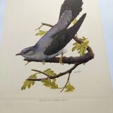 Old bird plate from the 1960s - Grey Cuckoo - Vintage zoological and ornithological illustration