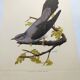 Planche ancienne oiseaux Années 1960 - Coucou Gris - Illustration zoologique et ornithologie vintage