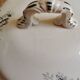 Old HC soup tureen, iron earth