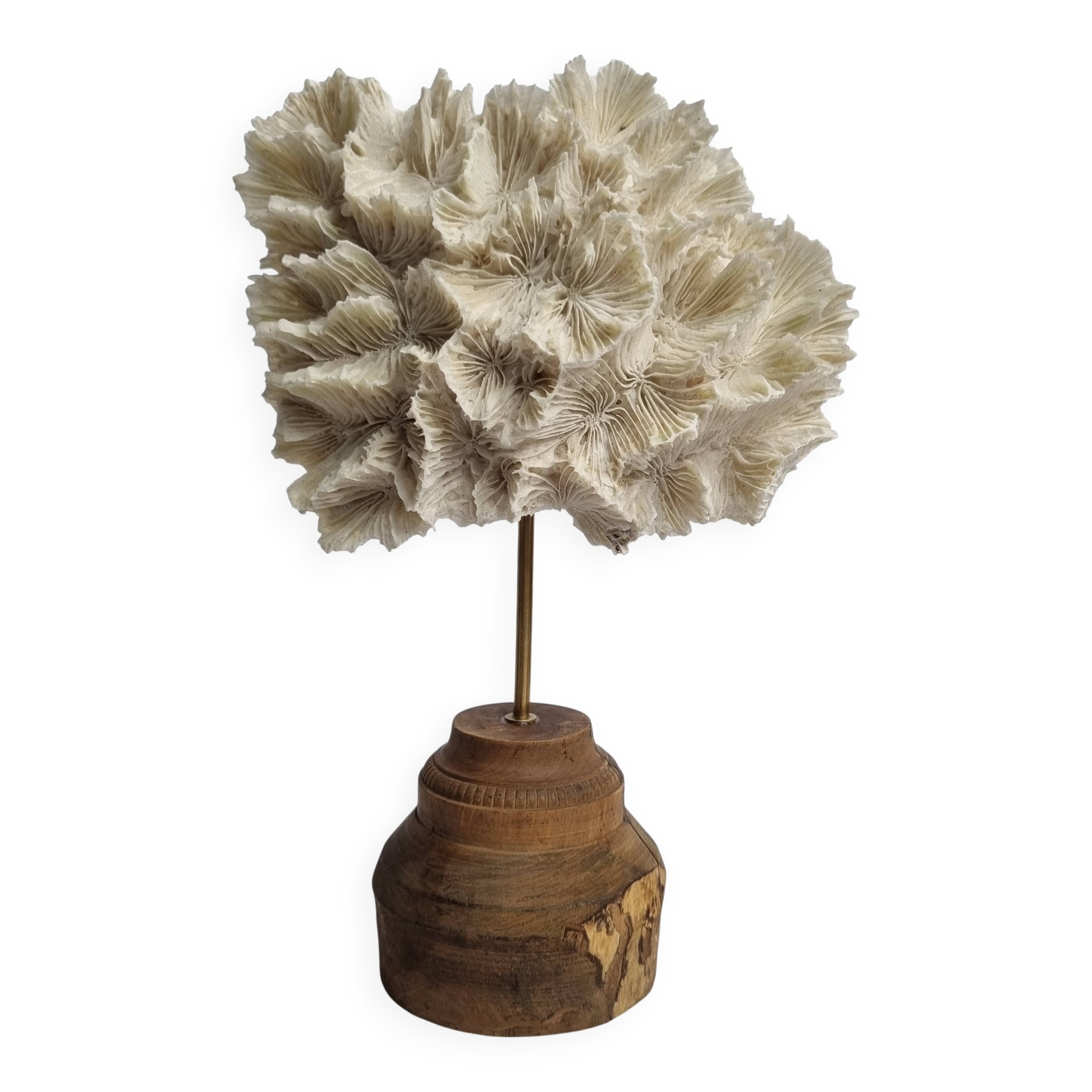 Antique white coral mounted on a turned wooden base – Height 22 cm