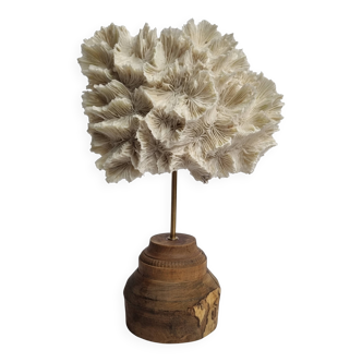 Antique white coral mounted on a turned wooden base – Height 22 cm
