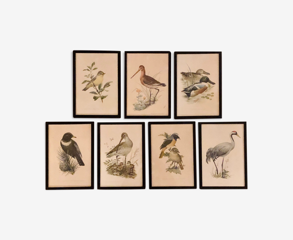 Sept illustrations ornithologiques de John Murr
