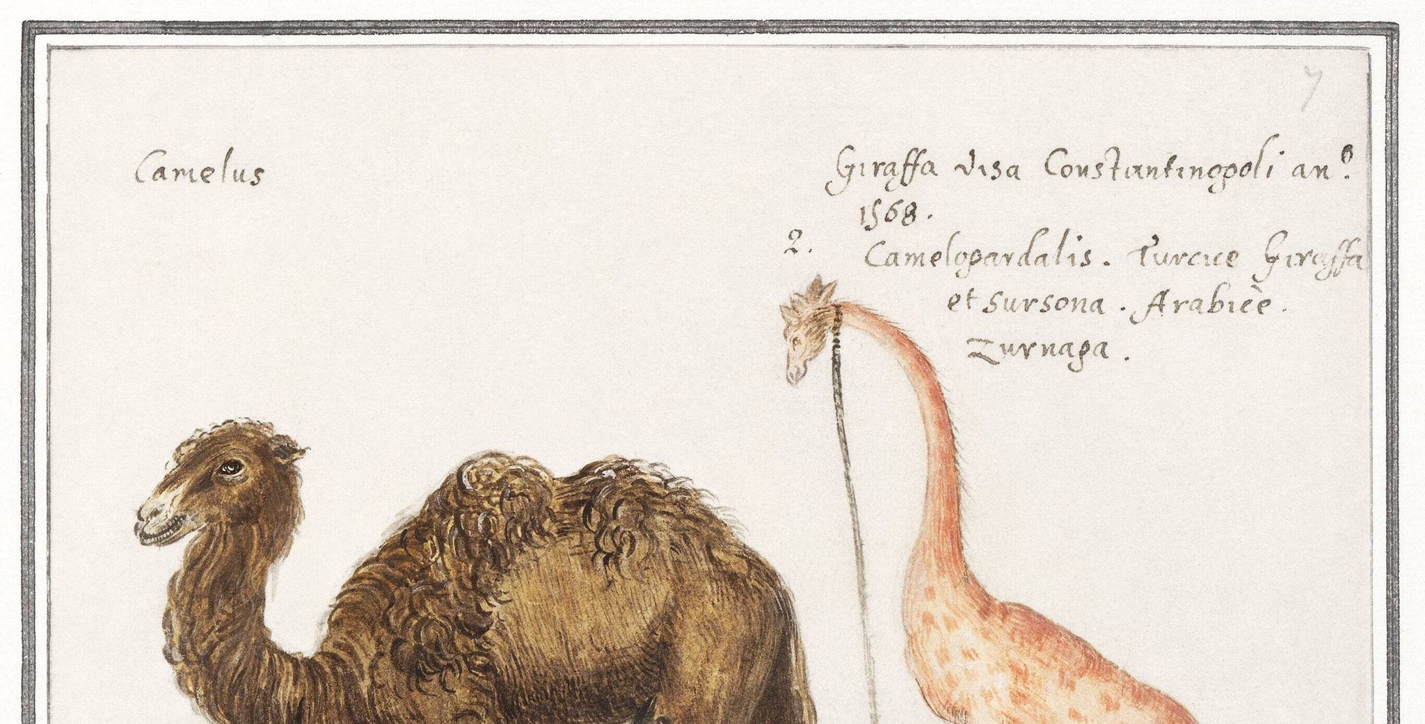 Small poster about a camel and a giraffe, based on an old engraving