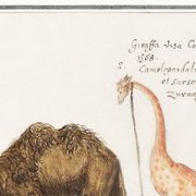 Small poster about a camel and a giraffe, based on an old engraving