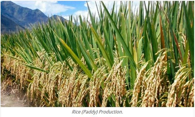 Bag of rice in burlap
