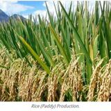 Bag of rice in burlap