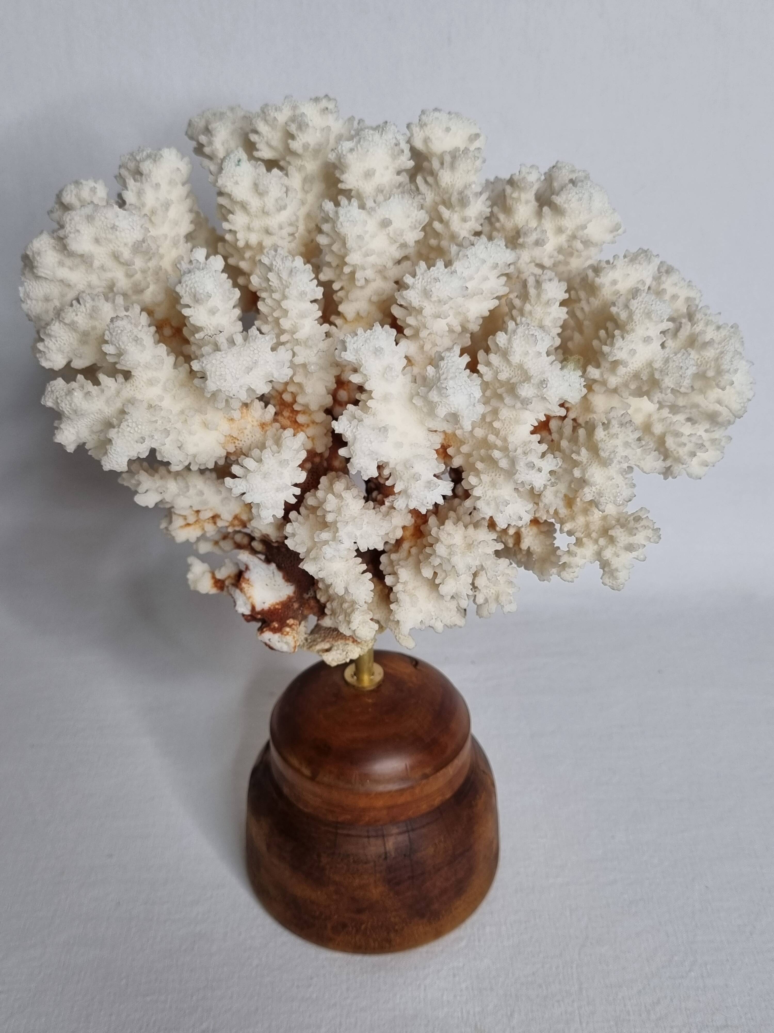 Antique natural white coral on turned wooden base, H25 cm