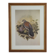 Engraving / Print Bird after J. Gould
