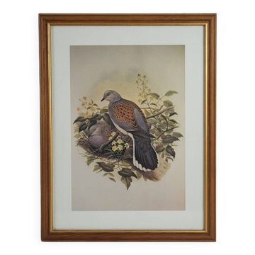 Engraving / Print Bird after J. Gould