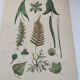 Botanical plate - plant leaves - Old hand-colored engraving from 1839