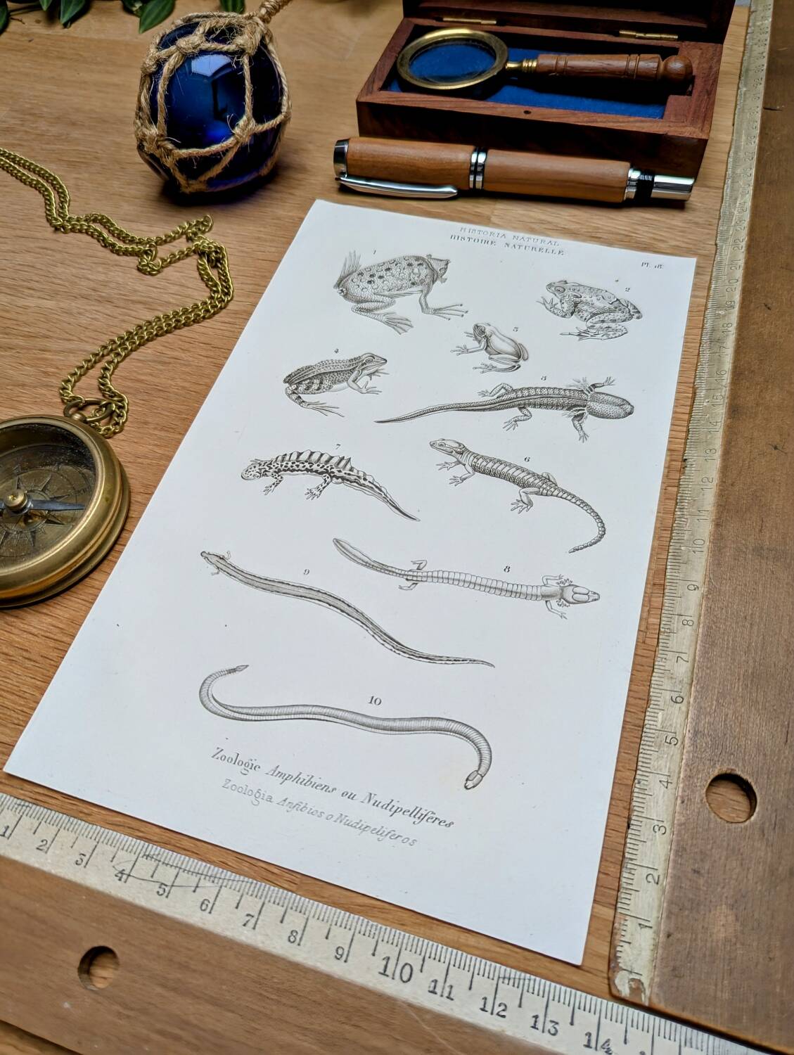 Printed in 1851, Natural History, Amphibians.