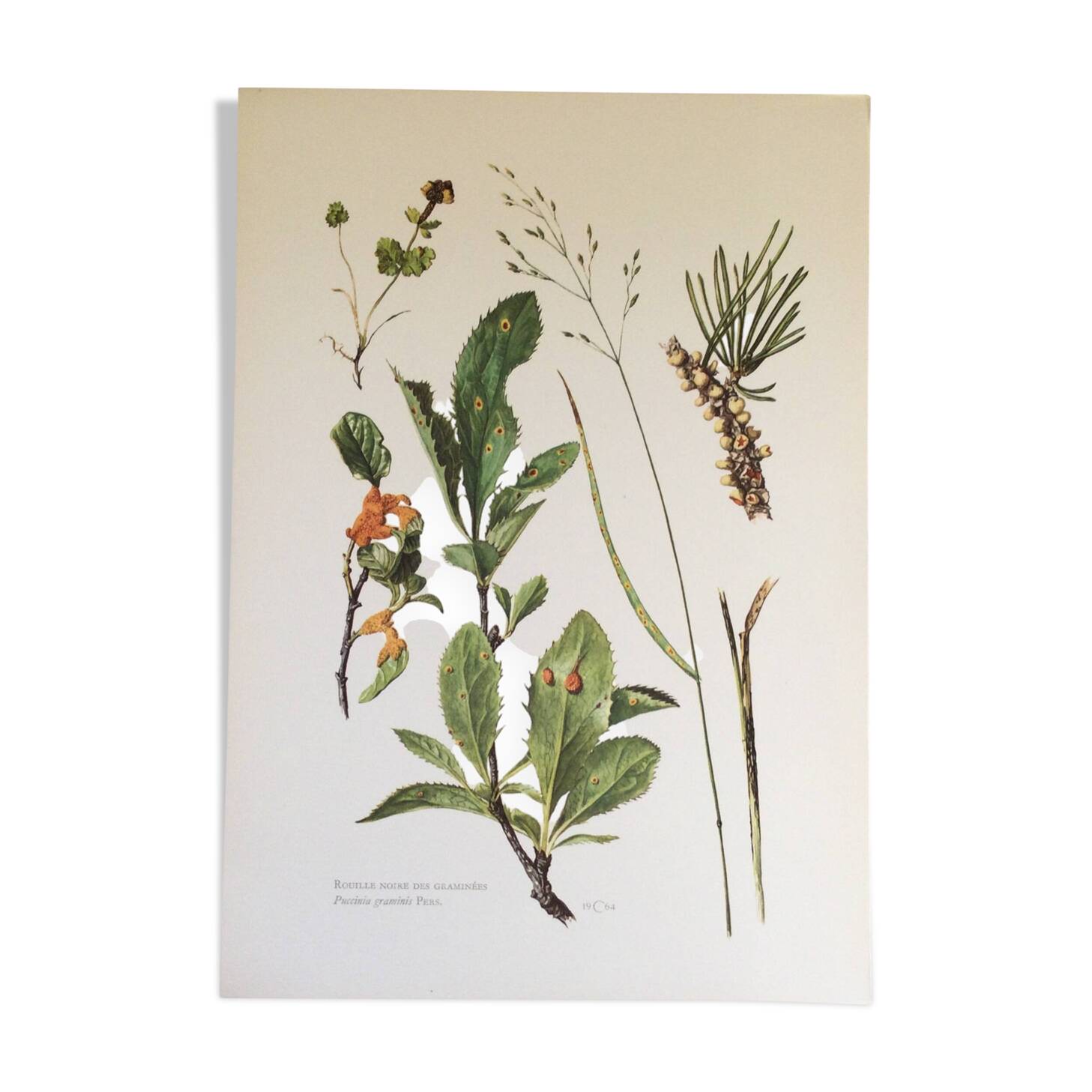 Botanical illustration Black rust mushroom 1969