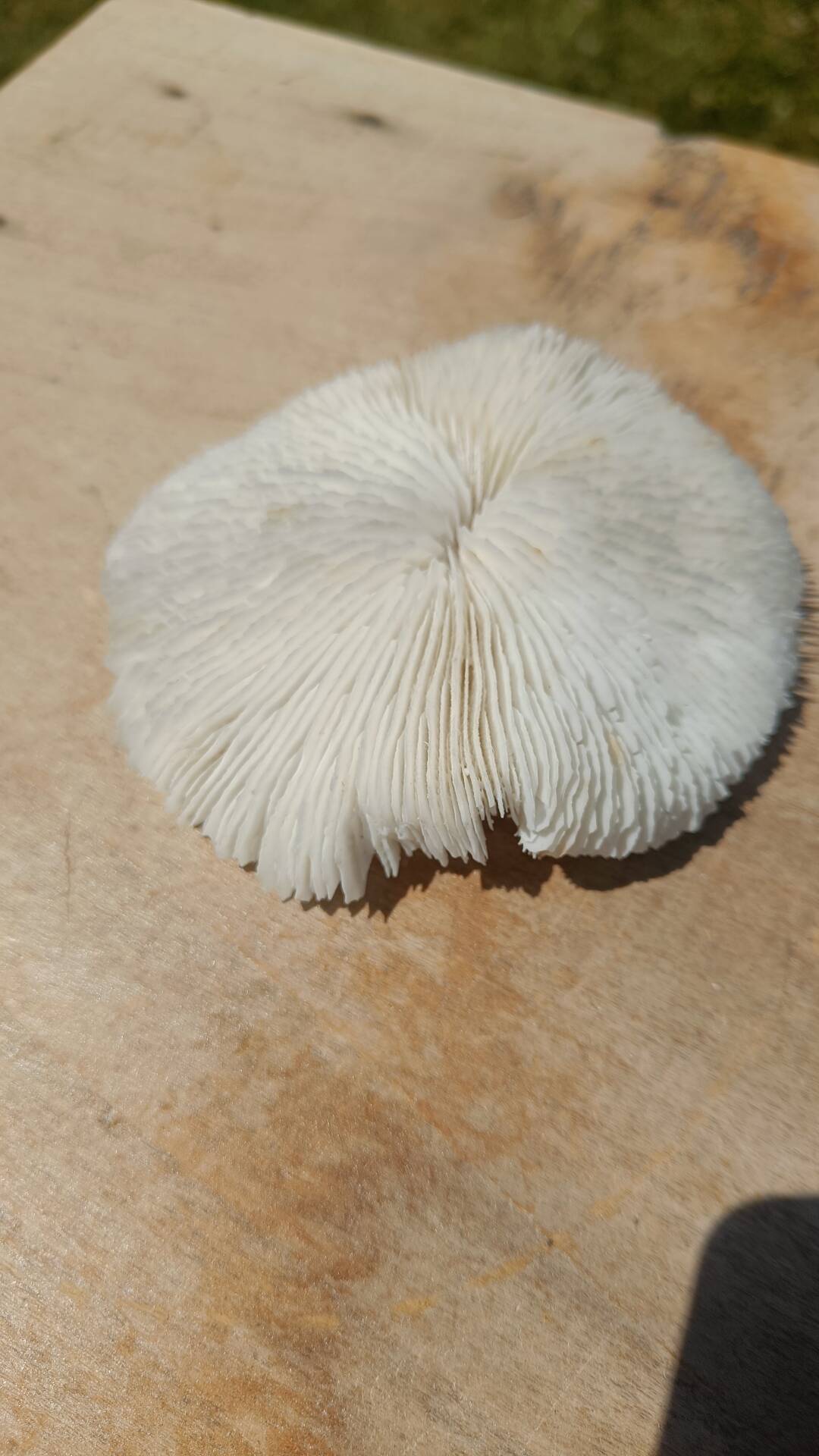 Natural round coral