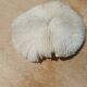 Natural round coral