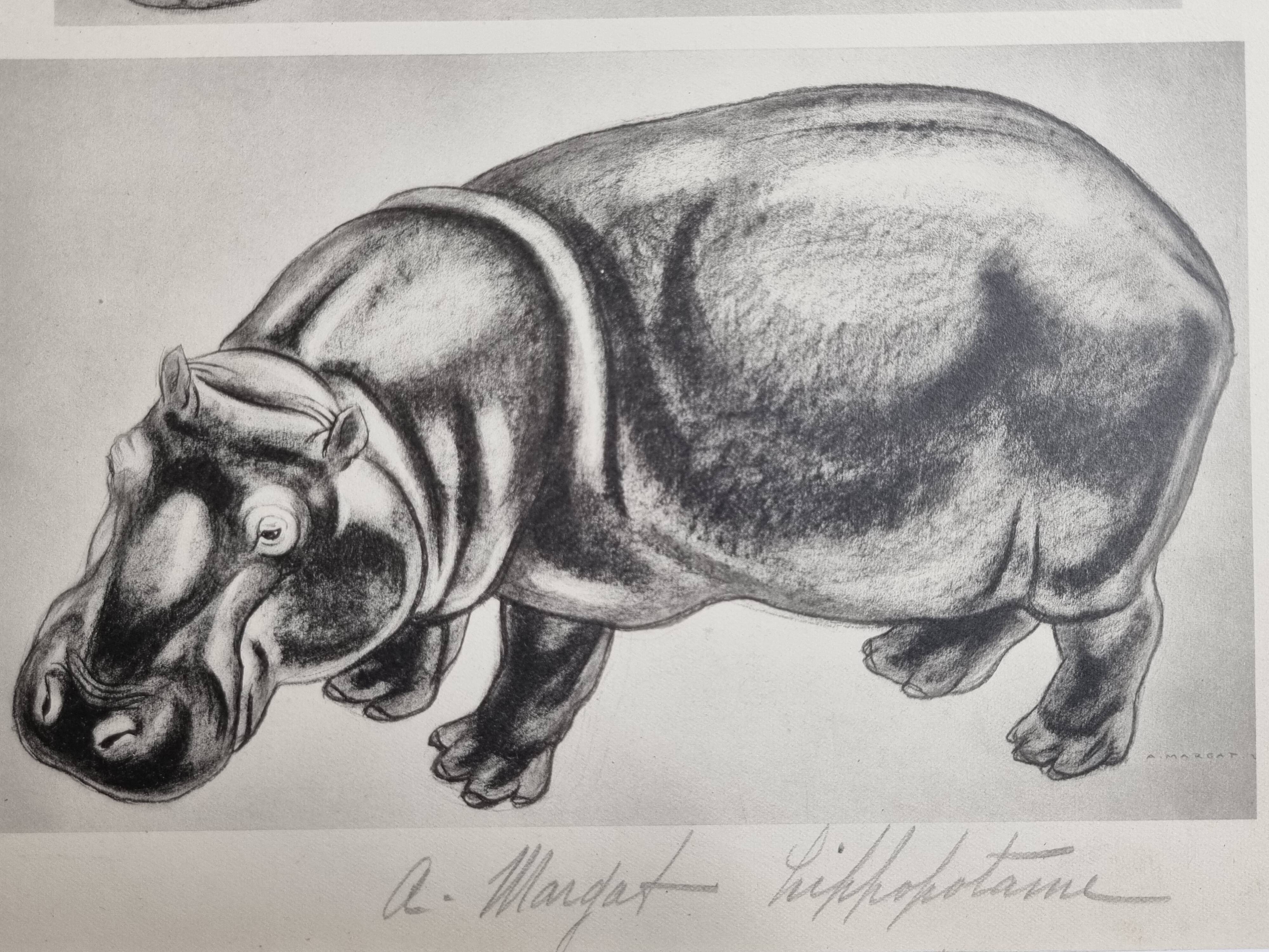 Illustrated plate, Studies of a lion and a hippopotamus, signed A. Margat, 1930