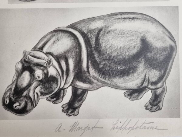 Planche illustrée, Études de lion et d’hippopotame, signée A. Margat, 1930