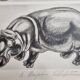 Illustrated plate, Studies of a lion and a hippopotamus, signed A. Margat, 1930